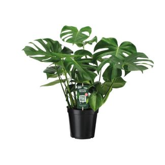 De Gatenplant, Groene Kamerplant, Tropisch, Monstera Deliciosa - Gatenplant - 65cm - Ø21