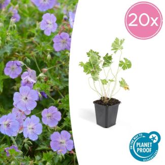 20 stuks lilakleurig Geranium Rozanne, Ooievaarsbek  - ↕25cm - Ø9cm