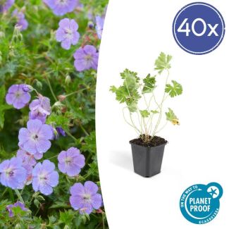 40 stuks lilakleurig Geranium Rozanne, Ooievaarsbek  - ↕25cm - Ø9cm