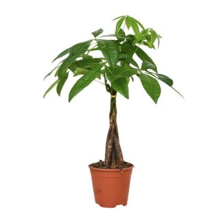 Geldboom (Pachira Aquatica) - Ø14 cm - ↨50 cm  – De Perfecte Kamerplant voor Elk Interieur