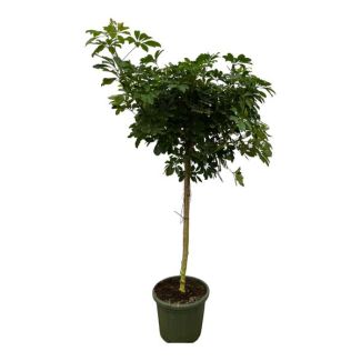 Vingerplant, Tropische Plant, Parapluplant, Groene Kamerplant, Schefflera Nora stam - 220 cm - Ø45cm