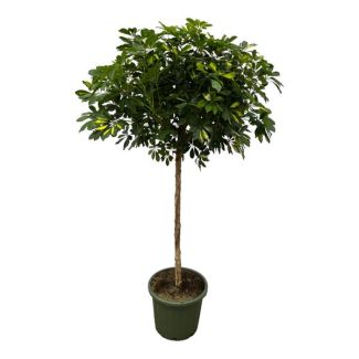 Parapluplant, Bont Blad,Tropische Pracht, Plant op Stam, Schefflera Gold Capella stam - 180 cm - Ø45cm