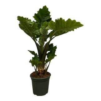 75 cm hoge tropische kamerplant Alocasia Low Rider -  Ø26cm