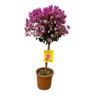 Opvallende kleine roze boom Bougainvillea (op stam), ca. 110 cm en Ø25cm