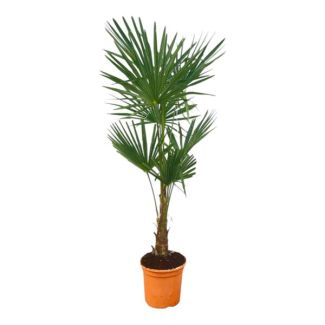 Chinese waaierpalm - Trachycarpus Fortuneii ca 150 cm hoog - Ø25cm