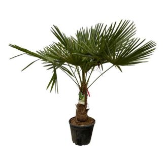 Chinese waaierpalm - Trachycarpus Fortuneii ca 200 cm hoog - Ø30cm