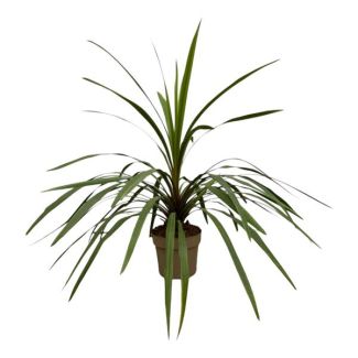 Makkelijk onderhoudbare tuinplant Cordyline Peko, 90 cm hoge koolplant, Ø24 cm