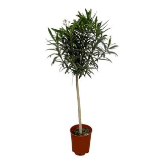 Tuinplant, Kleur Rood, Mediterrane Sfeer, Balkonplant, Terrasplant, Nerium Oleander op stam met rode bloem - 190 cm - Ø31cm