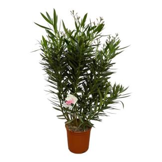 Tuinplant, Kleur Wit, Mediterrane Sfeer, Balkonplant, Terrasplant,   Nerium Oleander struik met witte bloem - 110 cm - Ø27cm