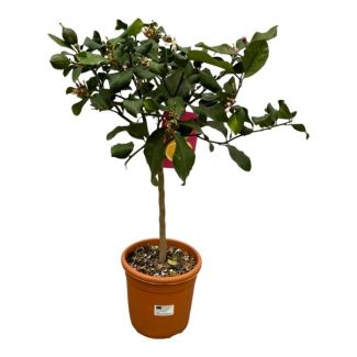 Citroenboom, Mediterrain, Exotische, Fruitboom, Kleur vrucht Geel, Citrus Lemon -  80cm -Ø22cm voor binnen- en buitenruimtes