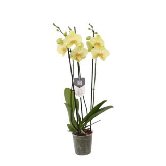 Bloeiende kamerplant Phalaenopsis Volterra met 3 taken, 60 cm hoog, Ø12 cm