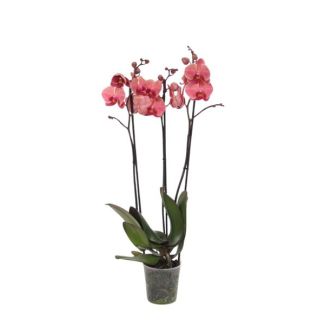 Bloeiende kamerplant vlinderorchidee (Phalaenopsis Narbonne) met drie takken, 60 cm hoog, Ø12 cm