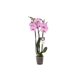 Roze orchidee Phalaenopsis Elion - 3 tak, 60 cm hoog, Ø12 cm