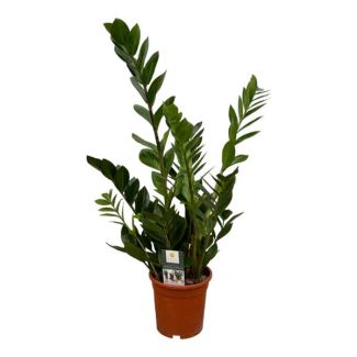 ZZ-Plant (Zamioculcas zamiifolia) - 75 cm - Ø17 cm -  Robuuste Elegantie