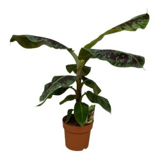 Weelderige Bananenplant - Musa - 80 cm - Ø21cm