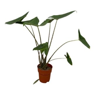 Olifantsoor Zebrina (Alocasia Zebrina) - 80 cm - Ø19cm - adembenemende kamerplant