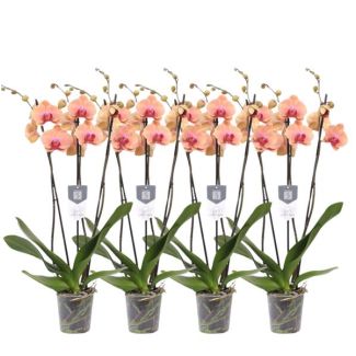 Set van vier oranje orchideeën (4 maal Phalaenopsis Carribean Dream met 3 taken), 60 cm - Ø12 cm