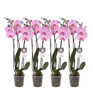 4x roze vlinderorchidee Phalaenopsis Elion met 3 takken per orchidee, 60 cm hoog, Ø12cm