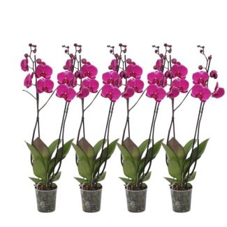 Roze Orchideeën set (4x 3 tak Phalaenopsis Joyride), ca. 60 cm hoog en Ø12 cm