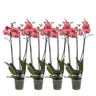 Set van 4 maal 3 tak vlinderorchideeën (Phalaenopsis Narbonne), ca. 60 cm hoog, Ø12 cm