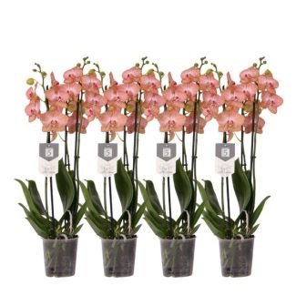 Vlinderorchideeën set oranje, 4 Phalaenopsis Ravello 3 tak, Ø12cm, 60 cm hoog