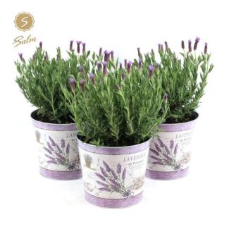 1 x Lavendel, Vlinderlavendel, Balkonplanten, Kleur Lila/paars, Lavandula St.  Anouk ® Collection  In Zinc Lavender - Ø21cm - ↕45cm