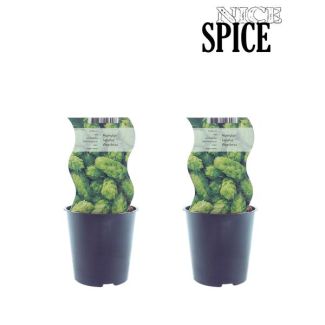 De Hopplant, 2 stuks, klimplant, fruitplant/struik, kleur groen, Humulus Westbrau, Ø12cm - ↕30cm