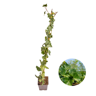 10 stuks De Klimop, Klimop , Gestokt  kleur Groen, Hedera Hibernica,  ↨80 - 100 cm , Ø 11 cm