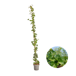 10 stuks Klimop, Gestokt, Klimplant, Kleur Groen, Hedera Hibernica  ↨150 - 175 cm - Ø 17