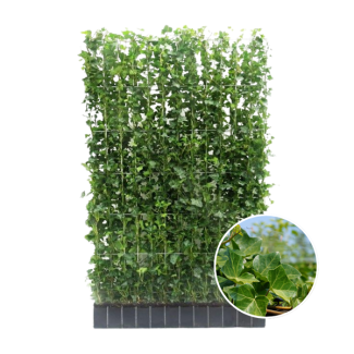 Kant-en-Klaag klimophaag, Klimopplant, Haag, Kleur Groen, Hedera Hibernica ,↔120cm - ↨150 cm