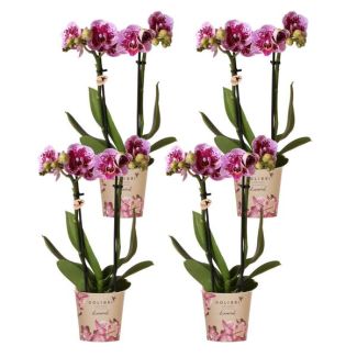 SET van 4  Vlinder Orchideeën  El Salvador, Kleur Roze/Paars,, Bloeiende Kamerplant,  Phalaenopsis Orchideeën, Potmaat Ø9cm