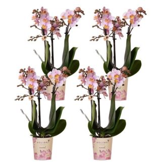 SET van 4  Vlinder Orchideeën  Andorra, Kleur Roze,, Bloeiende Kamerplant,  Phalaenopsis Orchideeën, Potmaat Ø9cm