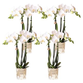 SET van 4  Vlinder Orchideeën Amabilis, Kleur Wit,, Bloeiende Kamerplant,  Phalaenopsis Orchideeën, Potmaat Ø9cm