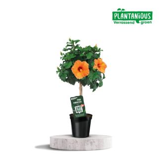 Oranje plant chinese roos (Hibiscus Rosa-sinensis), Ø19cm - ↕75cm