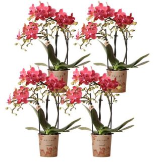 SET van 4  Vlinder Orchideeën Congo,  KleurOranje,, Bloeiende Kamerplant,  Phalaenopsis Orchideeën, Potmaat Ø9cm