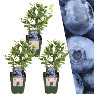 De Blauwe Bosbes, 3 Stuks, Fruitstruik, Vaccinium corymbosum Ø 13 cm - ↨ 20 cm