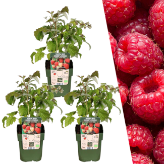 Frambozenplanten, 3 Stuks,Biologisch, Kleur vrucht Rood, Fruitstruiken, Rubus idaeus  - Ø 13 cm - ↨ 20 cm