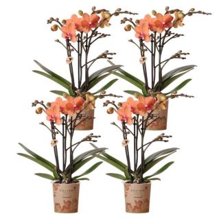 SET van 4  Vlinder Orchideeën Bolzano,  KleurOranje,, Bloeiende Kamerplant,  Phalaenopsis Orchideeën, Potmaat Ø9cm