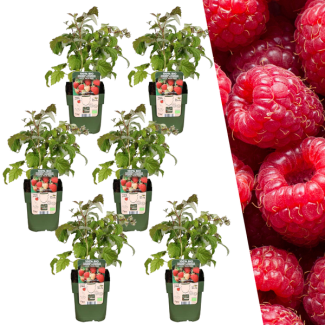 Frambozenplanten, 6 Stuks,Biologisch, Kleur vrucht Rood, Fruitstruiken, Rubus idaeus  - Ø 13 cm - ↨ 20 cm