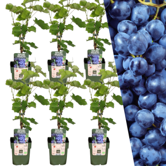 6x Biologische Druivenplanten - druiven struiken -  Vitis vinifera