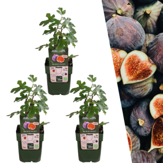 3 Stuks Vijgenboom, Mediterrain, Exotische, Fruitboom, Kleur vrucht Donkerpaars tot Zwart, Biologisch, Ficus Carica - Ø 13 cm - ↨ 20 cm