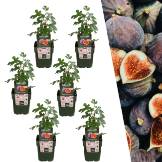 Vijgenboom, 3 Stuks, Mediterrain, Exotische, Fruitboom, Kleur vrucht Donkerpaars tot Zwart, Biologisch, Ficus Carica - Ø 13 cm - ↨ 20 cm