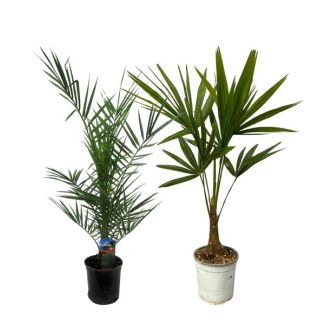 2 Palmen mix met Henneppalm en Canarische dadelpalm (Phoenix Canariensis + Trachycarpus Fortuneii), twee tuinplanten