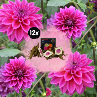 Dahlia Bleu Bell  , 12st., Kleur Lavendel- en paarsblauwe tinten, Grote Brede Bloembladen, Bloembollen, Flowerbulbs Amsterdam