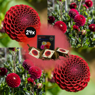 Dahlia  Natal, 24st, Kleur Diep Wijnrood , Kogelronde Bloemen , Bloembollen, Flowerbulbs Amsterdam