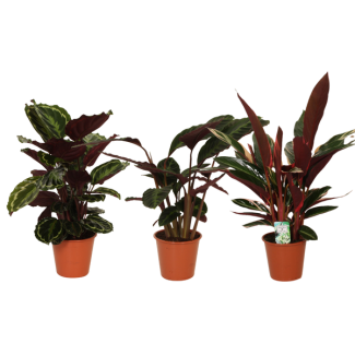 Pauwenplant  mix (Calathea) Symphony - Set van 3 stuks