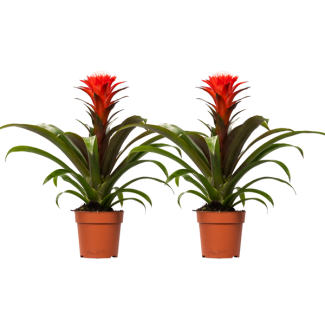 2 stuks Bromelia Guzmania Hope - Rood - - Ø12cm - ↕40cm