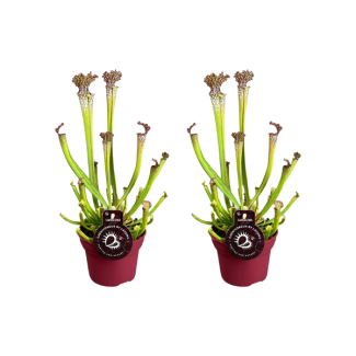 2 stuks vleesetende planten Sarracenia Farnhamii / bekerplant - Ø12cm - ↕40cm