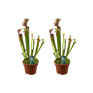 2 stuks - "Bekerplant 'Judith Hindle'" - vleesetende plant Sarracenia - - Ø12cm - ↕30cm