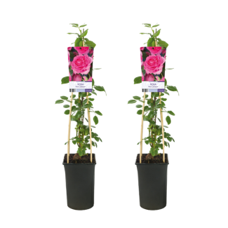 2 x klimroos roze - Rosa Pink Climber -Ø17cm - ↕75cm